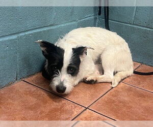 Mutt Dogs for adoption in Downey, CA, USA