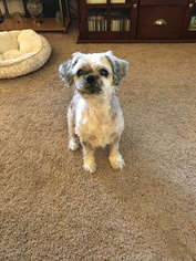 Shih Tzu-Unknown Mix Dogs for adoption in Cary, NC, USA