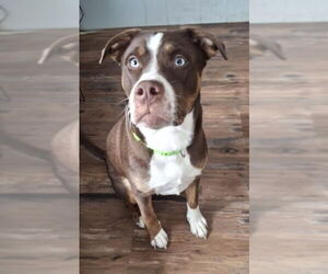 Mutt Dogs for adoption in Lake City, MI, USA