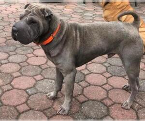 Chinese Shar-Pei Dogs for adoption in Boonton, NJ, USA