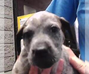 German Shepherd Dog-Unknown Mix Dogs for adoption in Tulsa, OK, USA