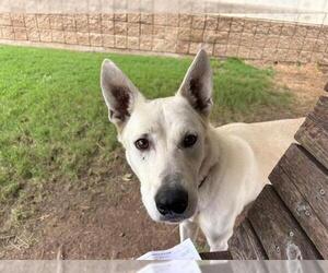 German Shepherd Dog Dogs for adoption in Tulsa, OK, USA
