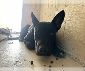 American Staffordshire Terrier-Unknown Mix Dogs for adoption in Raleigh, NC, USA