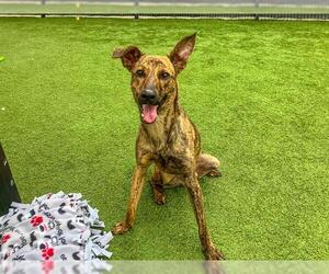 Holland Shepherd-Unknown Mix Dogs for adoption in Orange, CA, USA