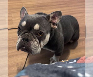 French Bulldog-Unknown Mix Dogs for adoption in Canton, CT, USA