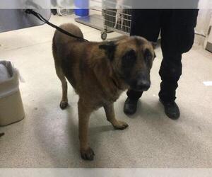 German Shepherd Dog Dogs for adoption in Riverside, CA, USA