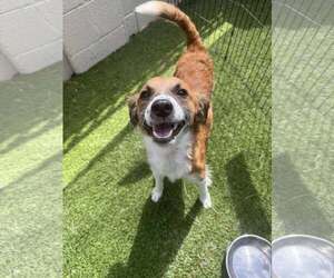 Mutt Dogs for adoption in Tempe , AZ, USA