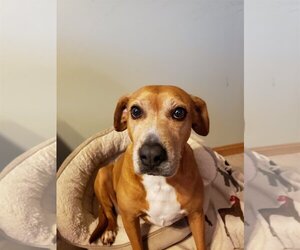 Beagle-Unknown Mix Dogs for adoption in bloomington, IL, USA