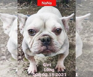 French Bulldog Dogs for adoption in West Hollywood, CA, USA