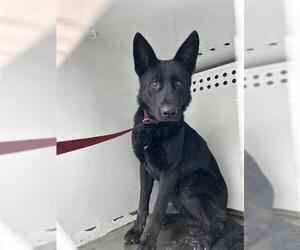 German Shepherd Dog Dogs for adoption in Stockton, CA, USA