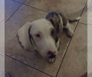 Dachshund Dogs for adoption in Sioux Falls, SD, USA