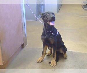German Shepherd Dog Dogs for adoption in Sacramento, CA, USA