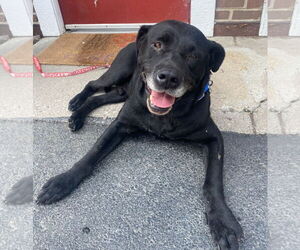 Labrador Retriever Dogs for adoption in GILBERTS, IL, USA