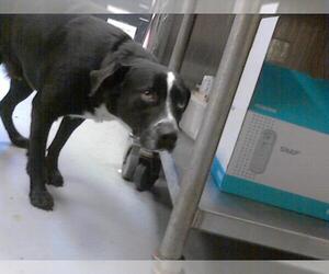 Labrador Retriever-Unknown Mix Dogs for adoption in Fayetteville, NC, USA