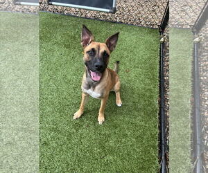 Mutt Dogs for adoption in Hilton Head, SC, USA