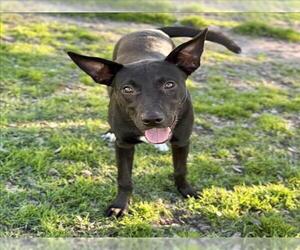 American Pit Bull Terrier-German Shepherd Dog Mix Dogs for adoption in Conroe, TX, USA