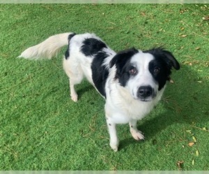 Border Collie Dogs for adoption in Raleigh, NC, USA