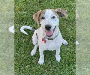Pointer-Unknown Mix Dogs for adoption in Oceanside, CA, USA