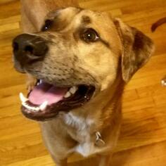 Small Catahoula Leopard Dog Mix