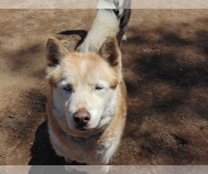 Alaskan Malamute Dogs for adoption in Pacific grove , CA, USA