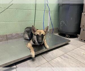 German Shepherd Dog-Unknown Mix Dogs for adoption in Grand Prairie, TX, USA