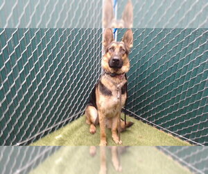 German Shepherd Dog Dogs for adoption in Downey, CA, USA