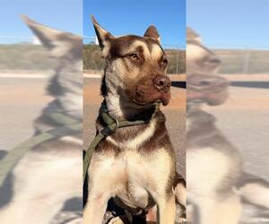 German Shepherd Dog Dogs for adoption in Globe, AZ, USA