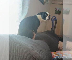 Boston Terrier-Unknown Mix Dogs for adoption in Grafton, WI, USA