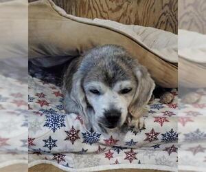 Bocker Dogs for adoption in Pottstown, PA, USA