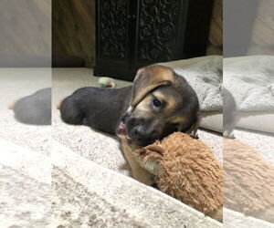 Mutt Dogs for adoption in Holly Springs, NC, USA
