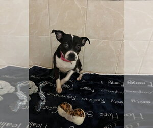 Boston Terrier-Unknown Mix Dogs for adoption in Osgood, IN, USA