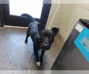 Mutt Dogs for adoption in Tulsa, OK, USA