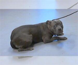 American Pit Bull Terrier Dogs for adoption in Fayetteville, NC, USA