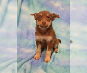 Mutt Dogs for adoption in Thief River Falls, MN, USA