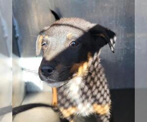 Mutt Dogs for adoption in San Antonio, TX, USA