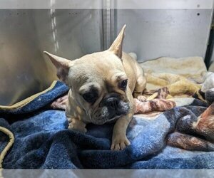 French Bulldog Dogs for adoption in Orange, CA, USA