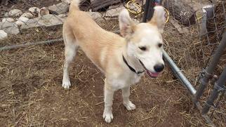 Alaskan Husky-Labrador Retriever Mix Dogs for adoption in Decatur, AL, USA