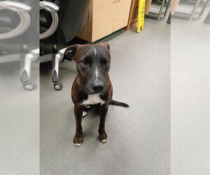 Labrador Retriever-Unknown Mix Dogs for adoption in Corpus Christi, TX, USA