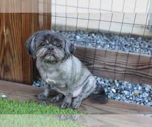 Shih Tzu Dogs for adoption in Chestertown, MD, USA