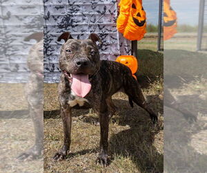 Mutt Dogs for adoption in Abbeville, LA, USA