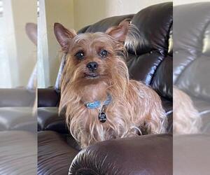 Australian Terrier-Unknown Mix Dogs for adoption in Fort Lauderdale, FL, USA