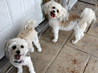 Havanese Dogs for adoption in Phoenix, AZ, USA