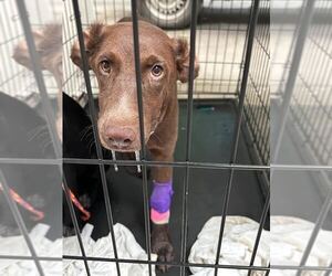 Labrador Retriever-Unknown Mix Dogs for adoption in Las Vegas, NV, USA