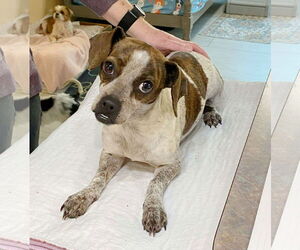 Feist Terrier-Rat Terrier Mix Dogs for adoption in Benton, LA, USA