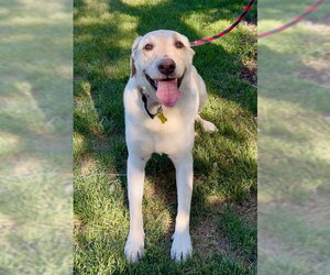 Labrador Retriever-Unknown Mix Dogs for adoption in Sandy, UT, USA