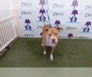 American Pit Bull Terrier Dogs for adoption in Orlando, FL, USA
