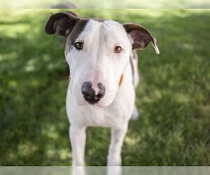 American Pit Bull Terrier-Bull Terrier Mix Dogs for adoption in Chandler, AZ, USA