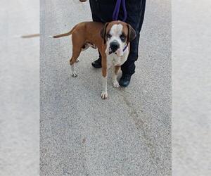 Boxer-Unknown Mix Dogs for adoption in Houston, TX, USA