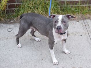 American Staffordshire Terrier Dogs for adoption in PALMER, MA, USA