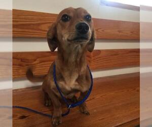 Chiweenie Dogs for adoption in Denton, TX, USA